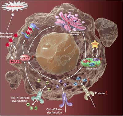 Unravelling oncosis: morphological and molecular insights into a unique cell death pathway